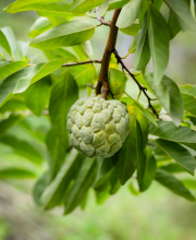 custard apple