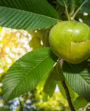 elephant apple