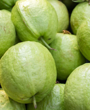 guava peyara