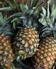 pineapple1