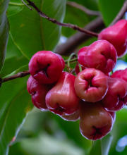 rose apple