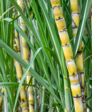 sugercane